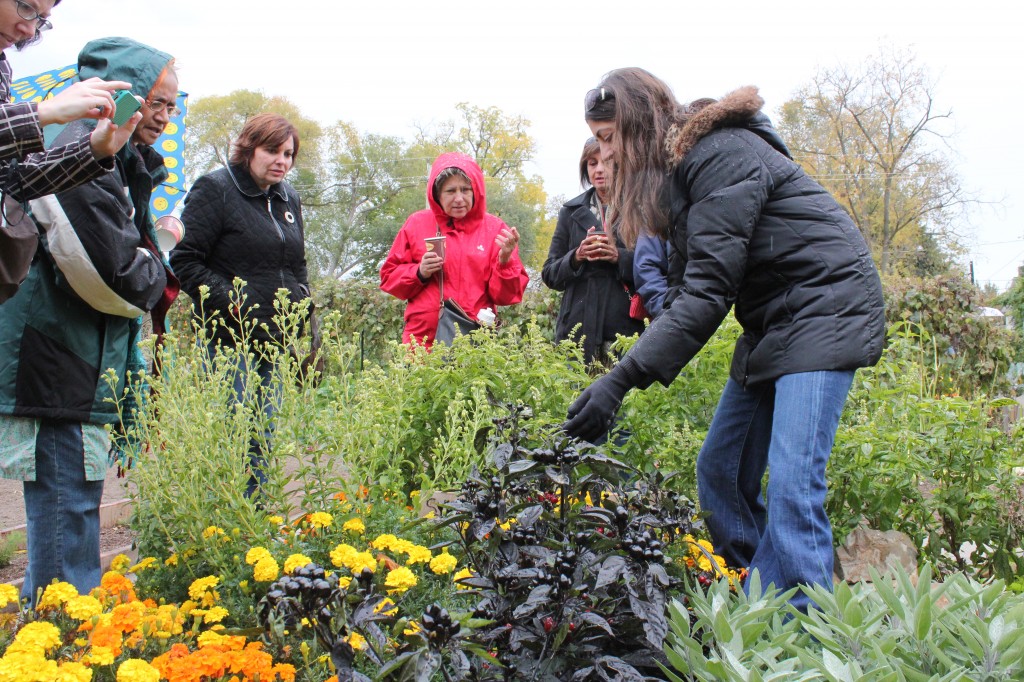 Visitors examine a bed of herbs and hot peppers.
