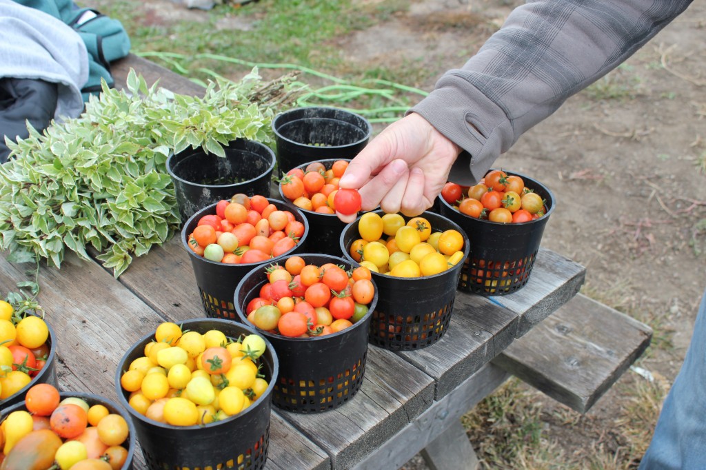 Lots of variety-an abundance of tomatoes! 