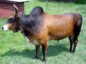 Zebu_2